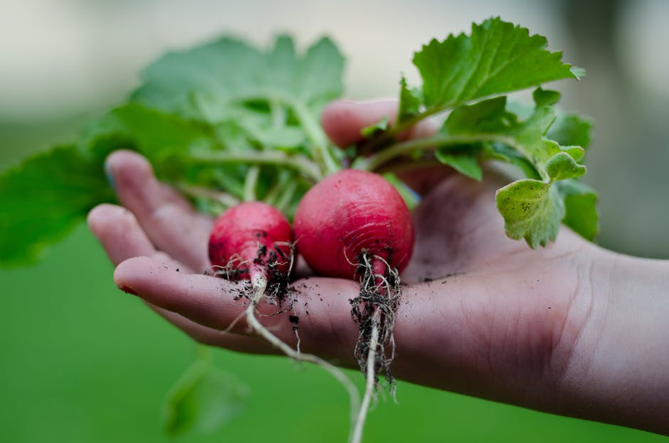 healthy-vegetables-restaurant-nature