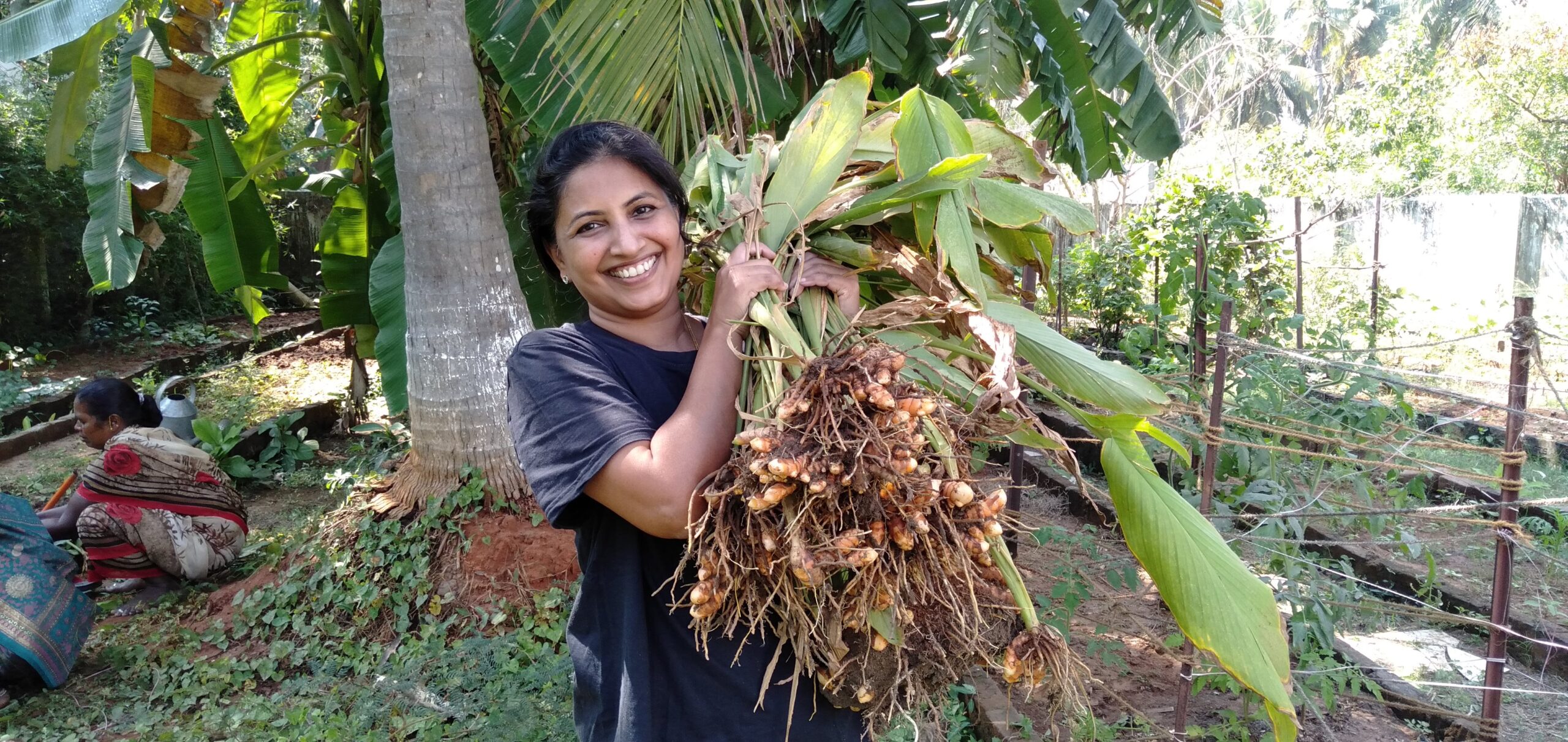 how-to-harvest-and-process-turmeric-kalpavriksha-farms