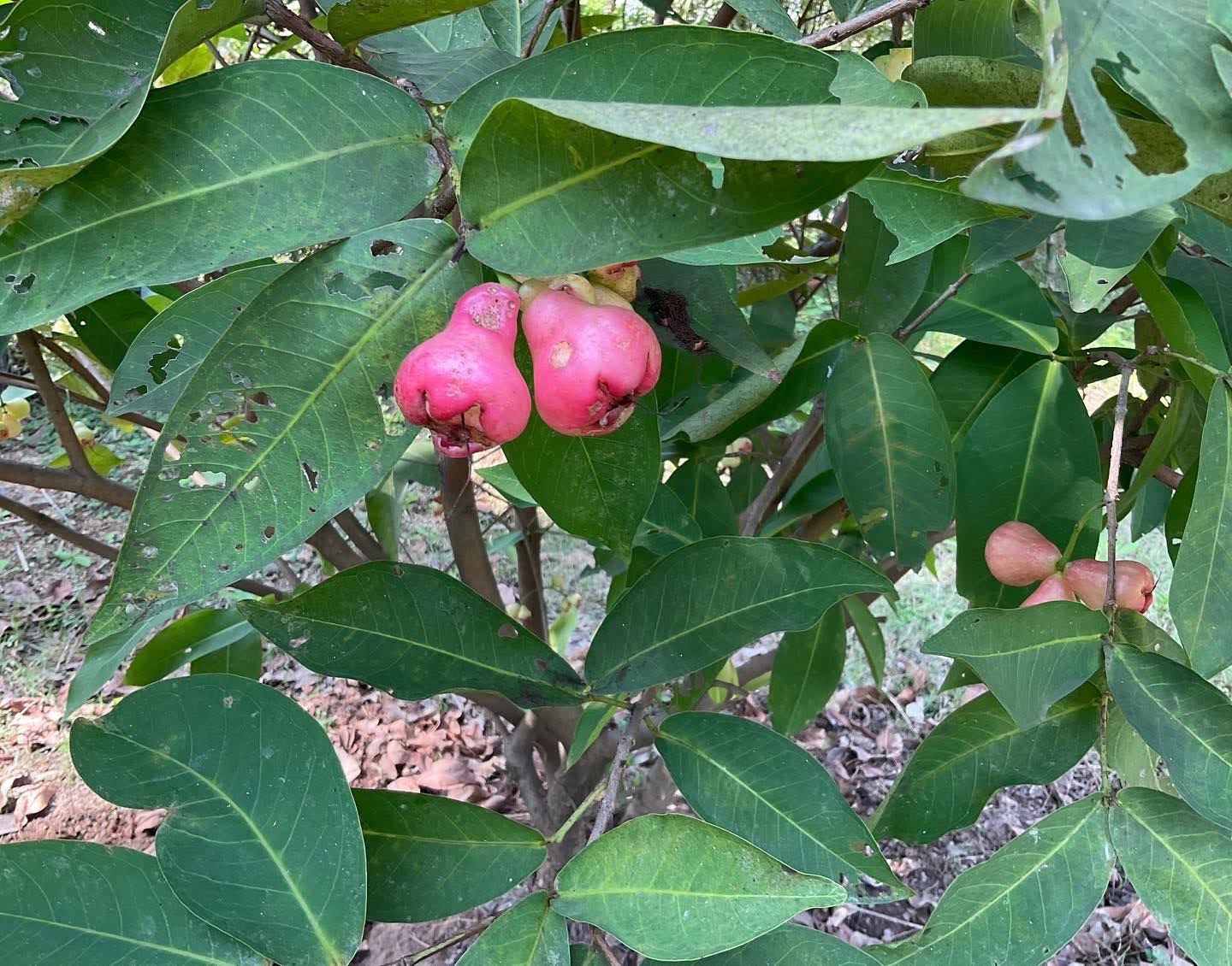 water rose apple