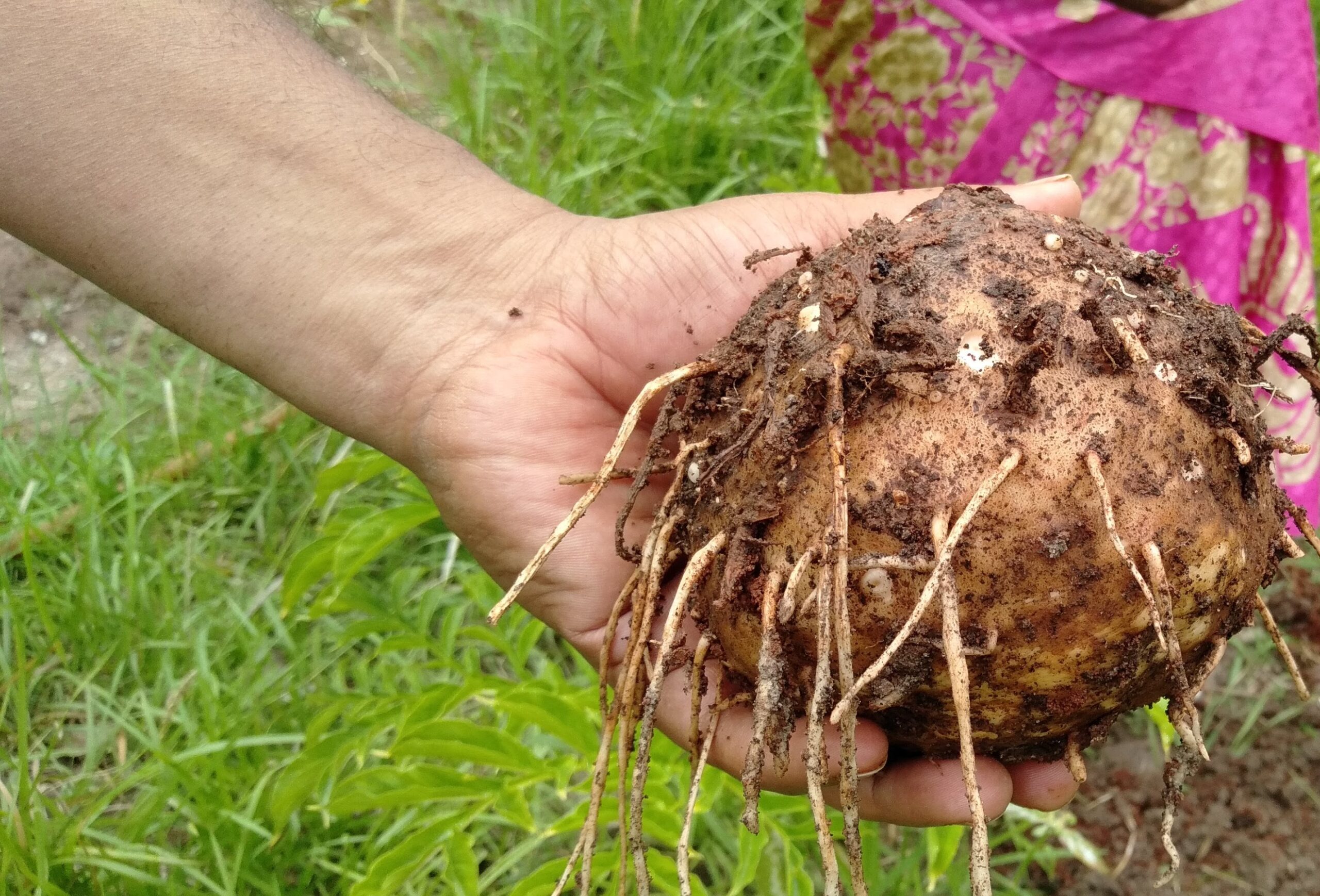 Elephant foot yam its magic