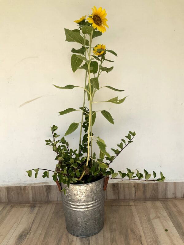 Sunflower Bucket Planter - Image 2