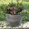 Hollyhock Bucket Planter - Image 2