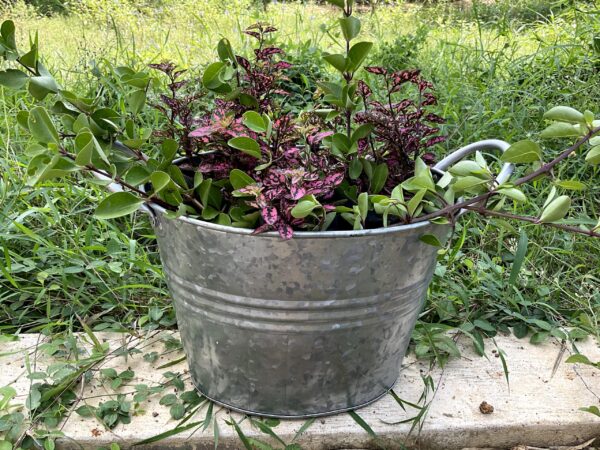 Hollyhock Bucket Planter - Image 2