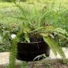 Susannah Bucket Planter - Image 2