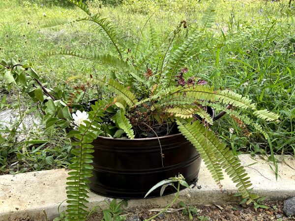 Susannah Bucket Planter - Image 2